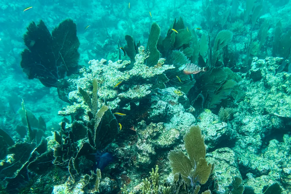 Rejtélyes kór pusztítja a floridai korallzátonyt 