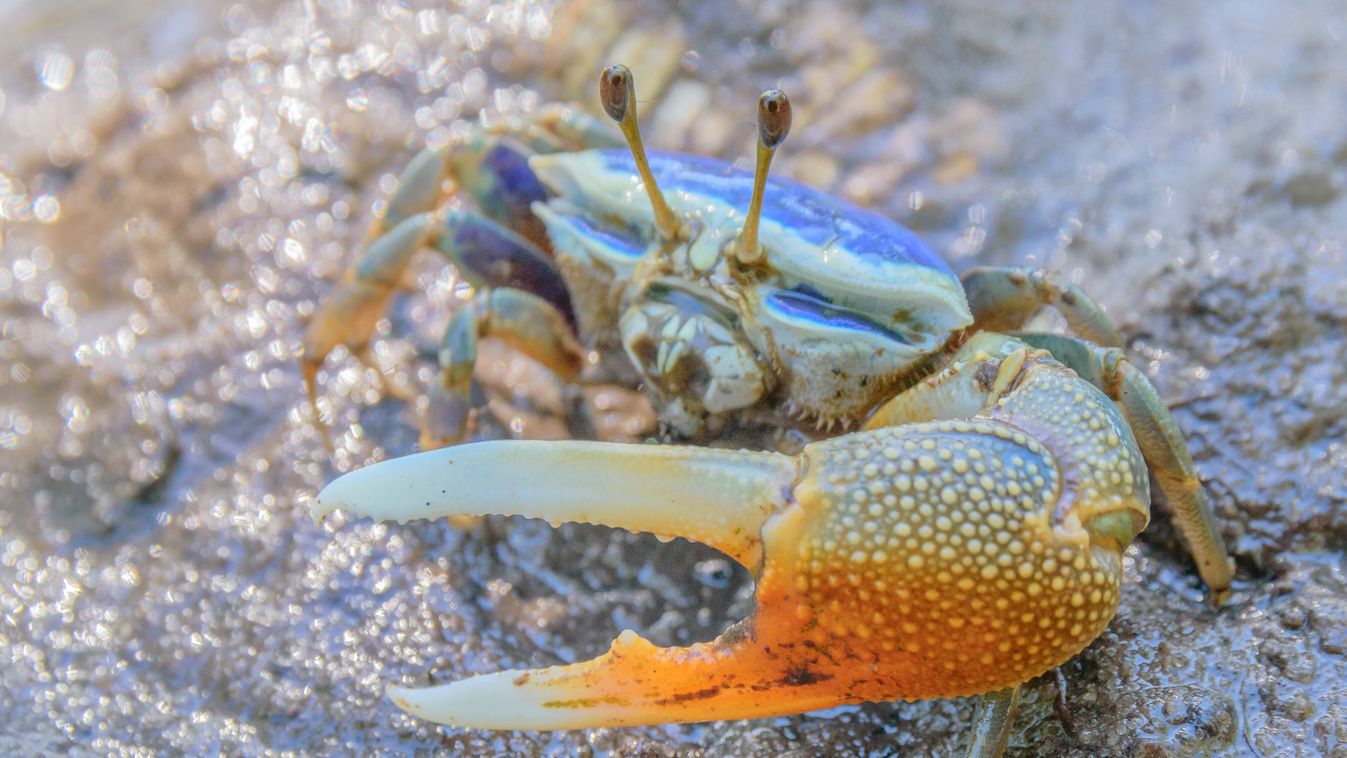 Integető rák (Uca sp), Mangrove of Belo sur mer, Southwestern coast of Madagascar, south of Morondava Mangrove SEA ADULT Male Courtship behaviour Front shot OVERVIEW Colorful Claw (animal) Mud (matter) Uca August Mozambique Channel Nobody Fiddler crab (Uc