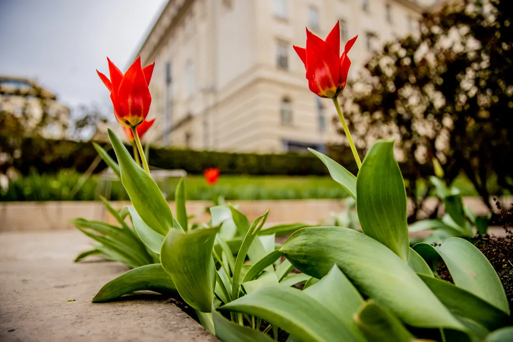 virág, virágzás, tavasz, Budapest, főváros, 