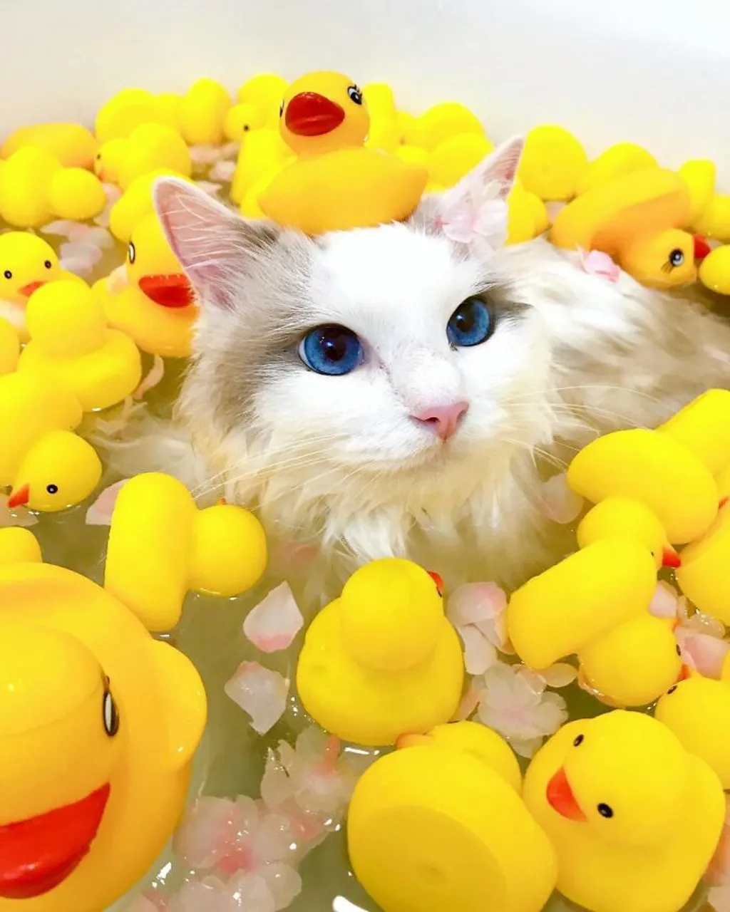Macska amelyik élvezi a fürdést - galéria 