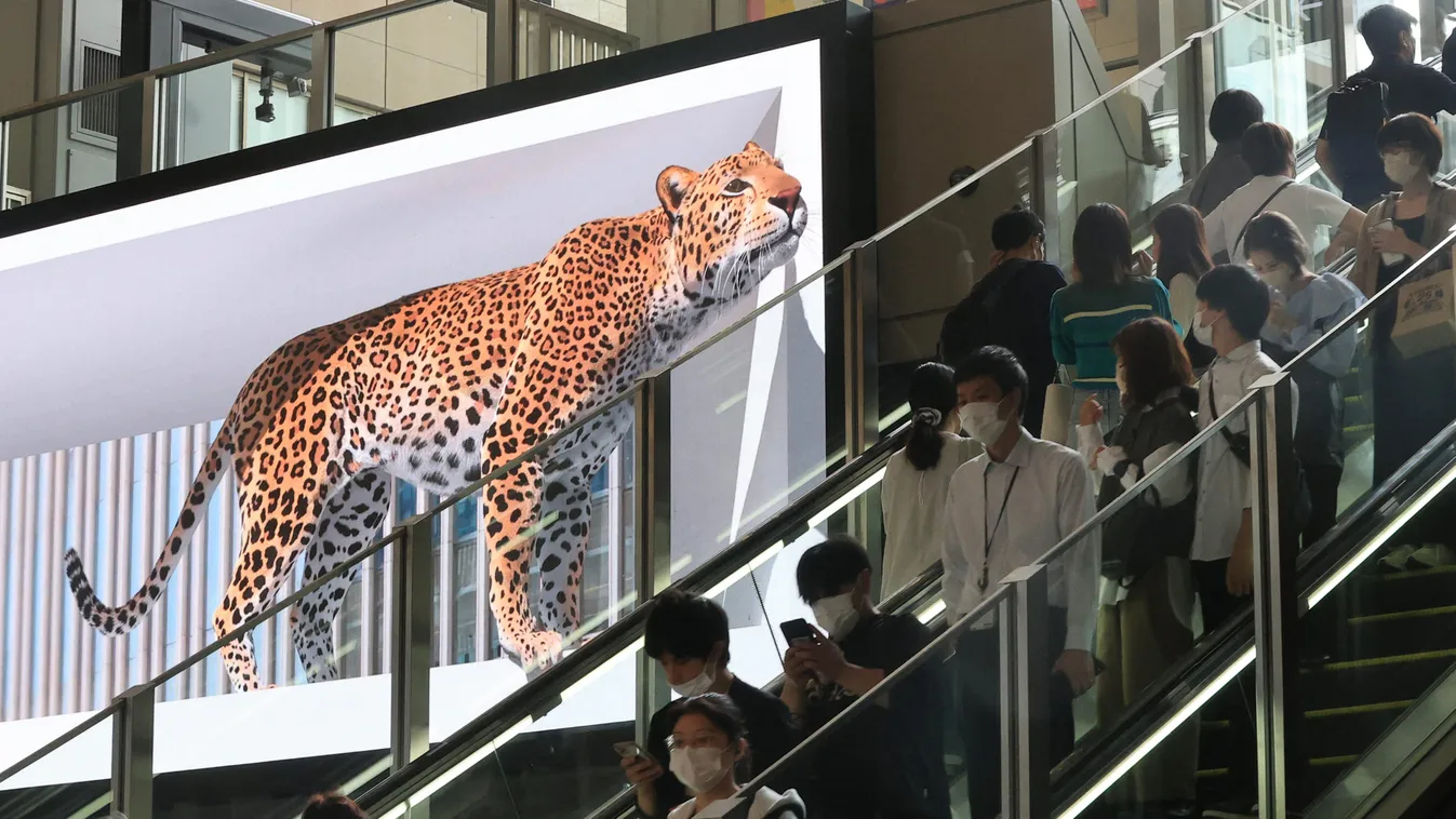 leopárd 3d 