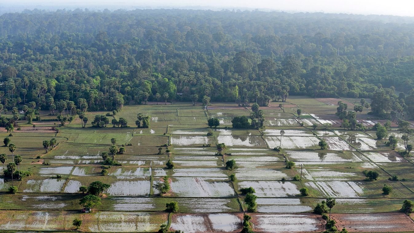 kambodzsai rizstermelés, Kambodzsa, Ázsia, rizs 