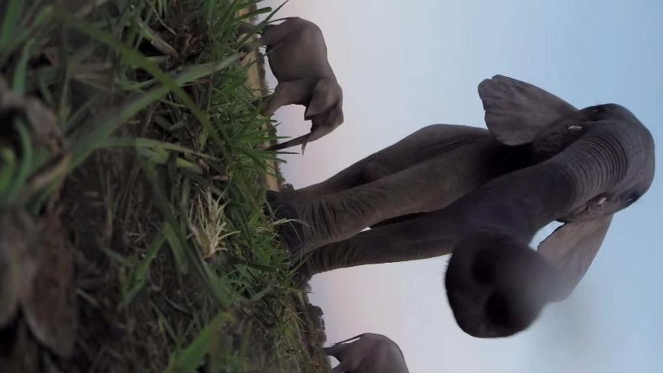 Az elefánt találkozik a GoPro kamerával 