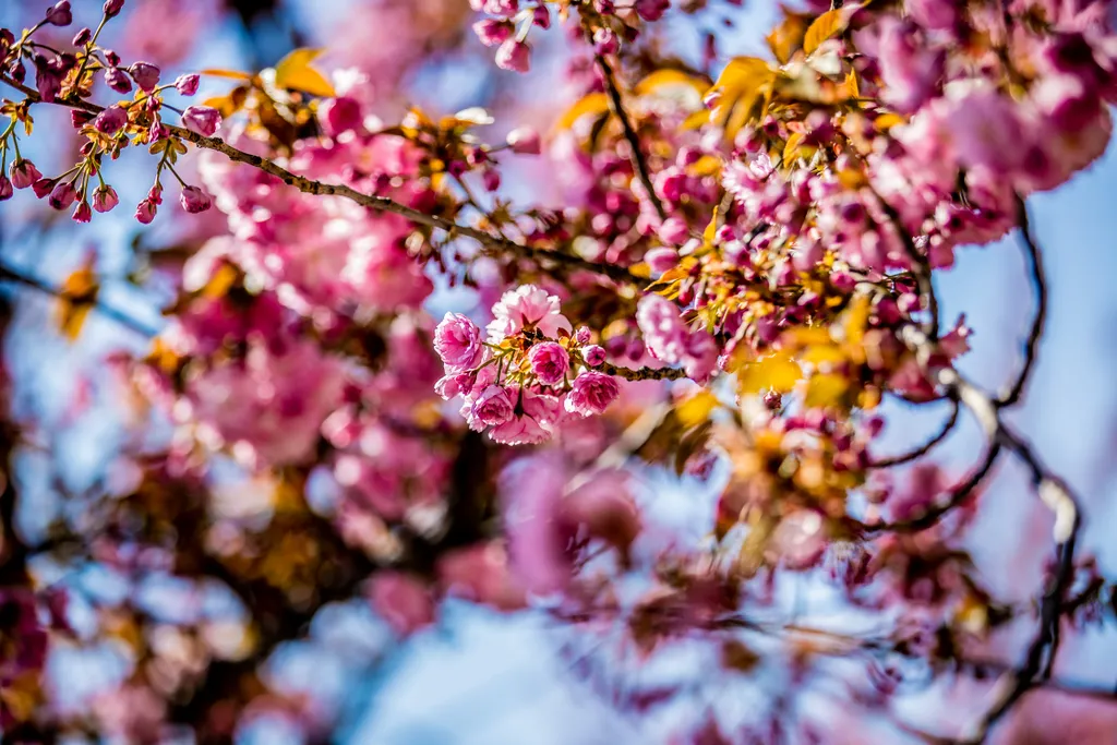 rózsaszín virág, cseresznyefa, Budapest, tavasz, virág, 