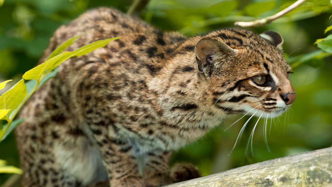 Oncilla (Leopardus tigrinus) a franciaországi, Seine et Marne-i állatkertben.