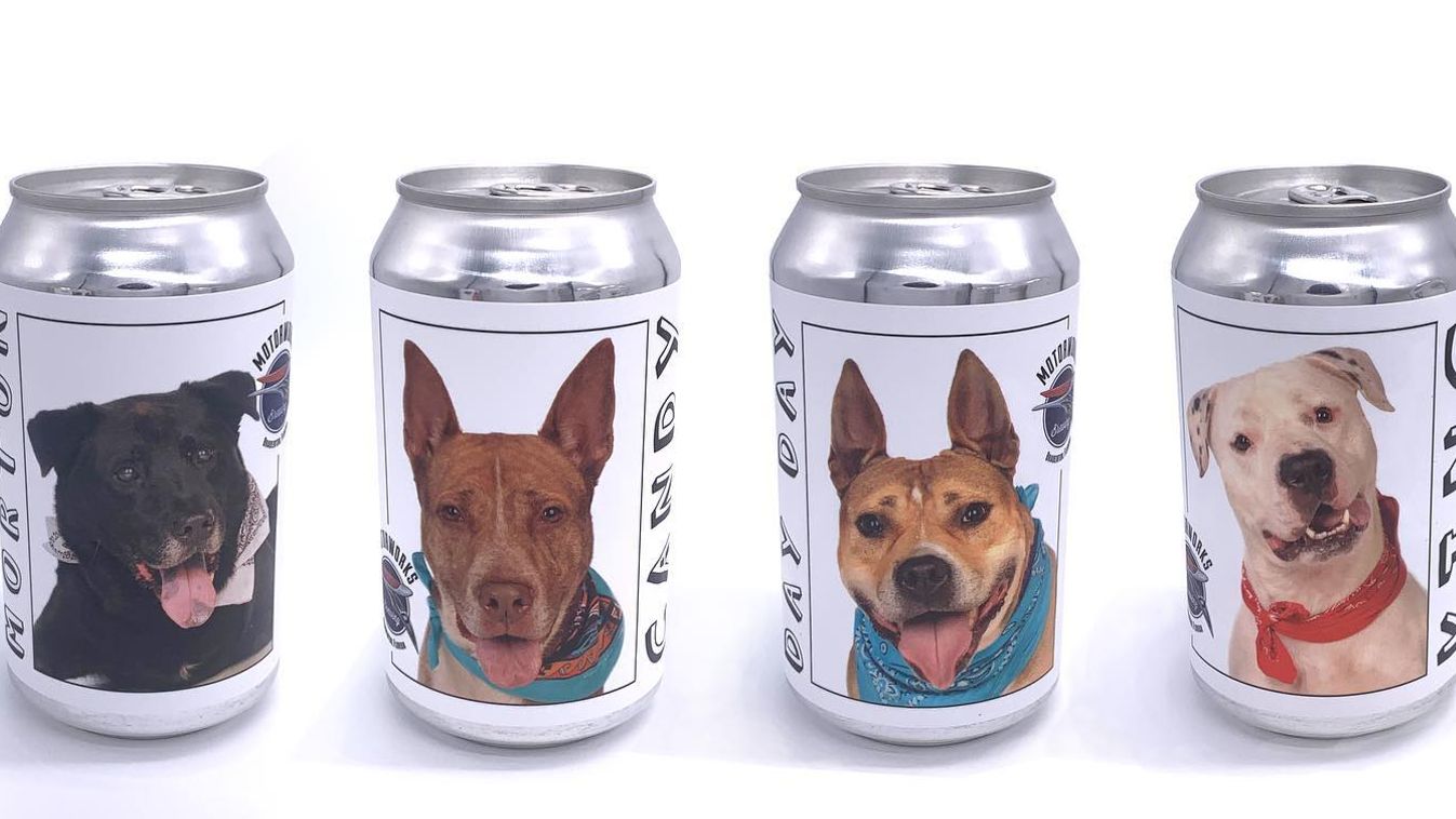 örökbefogadás kutyák sörösdoboz Florida 