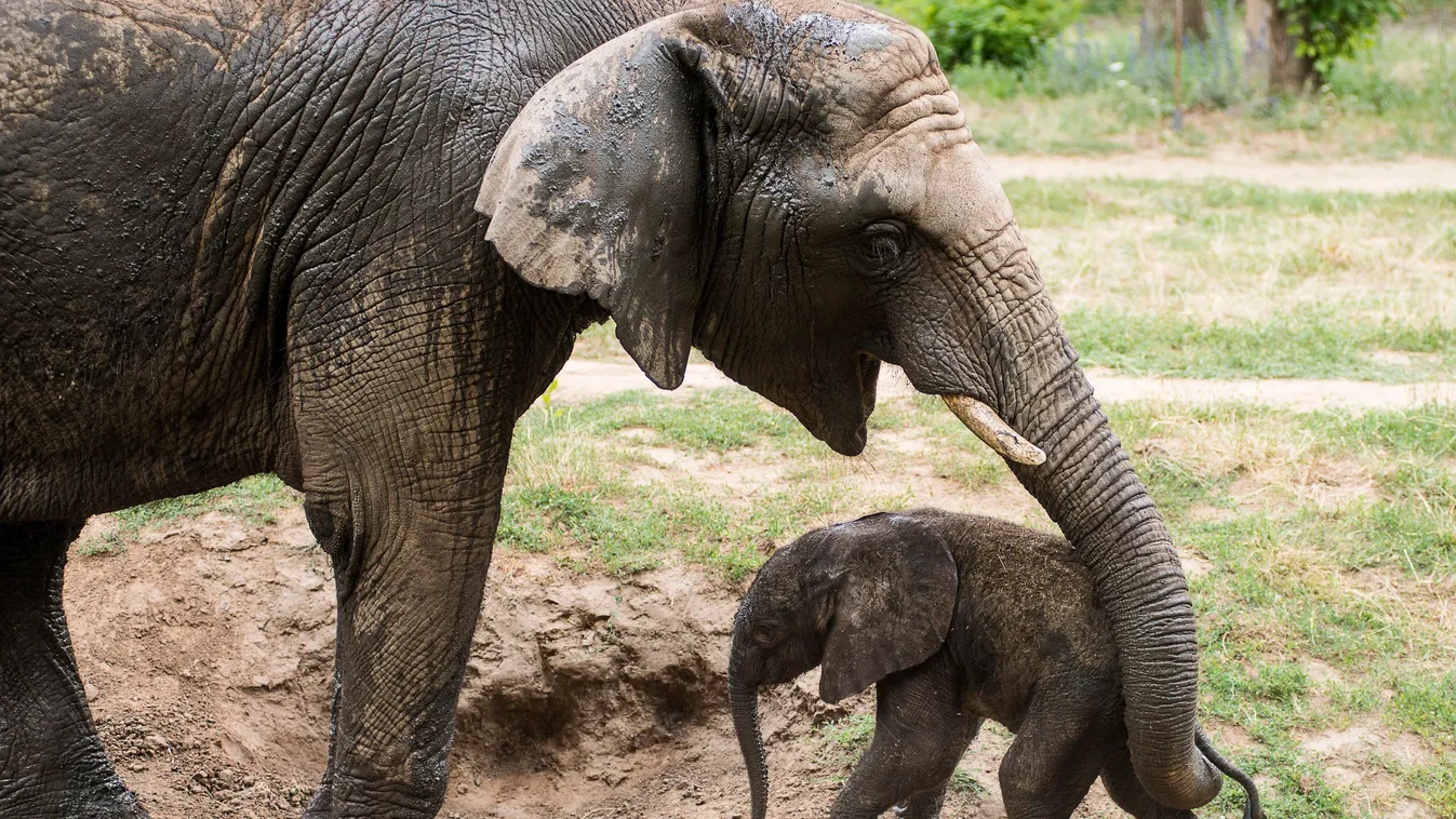 Nyíregyháza, 2015. június 22.
Háromnapos, afrikai elefántborjú (Loxodonta africana) anyjával a Nyíregyházi Állatparkban 2015. június 22-én. A kis elefántbika súlya körülbelül 85 kilogramm, anyja tudja táplálni. Az első 7-10 napban szorosan az anyja mellet