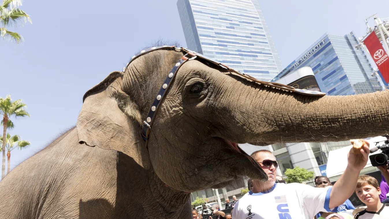 Embert ölt egy elszabadult cirkuszi elefánt 