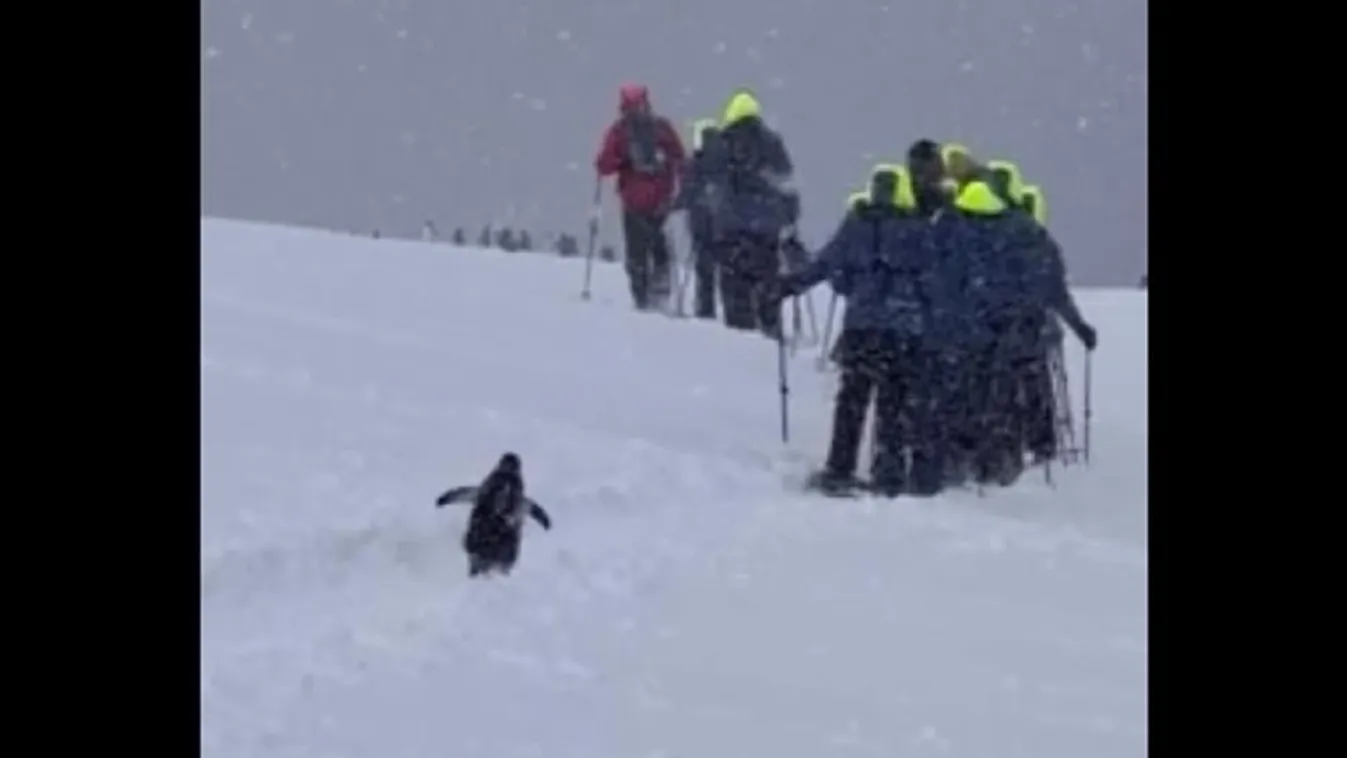 pingvin csatlakozik az expedícióhoz 
