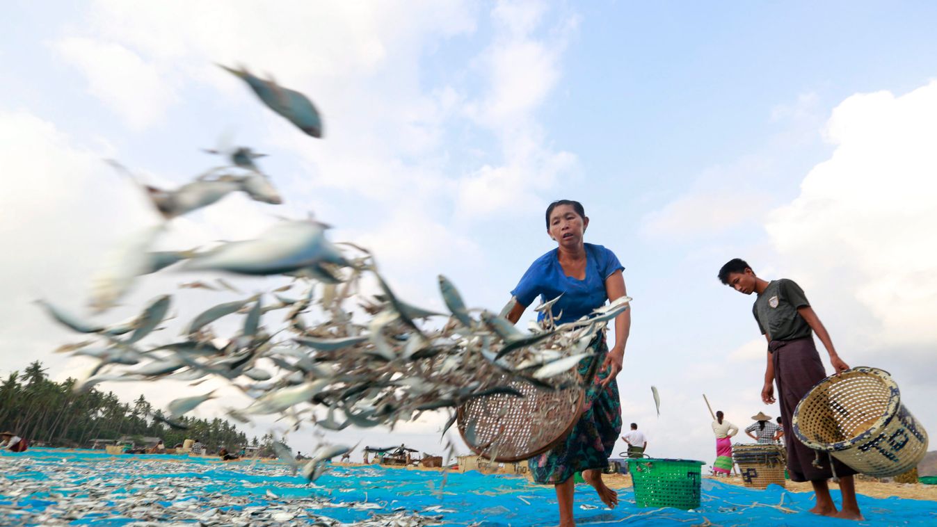 hal halászat horgászat hal fogyasztás 