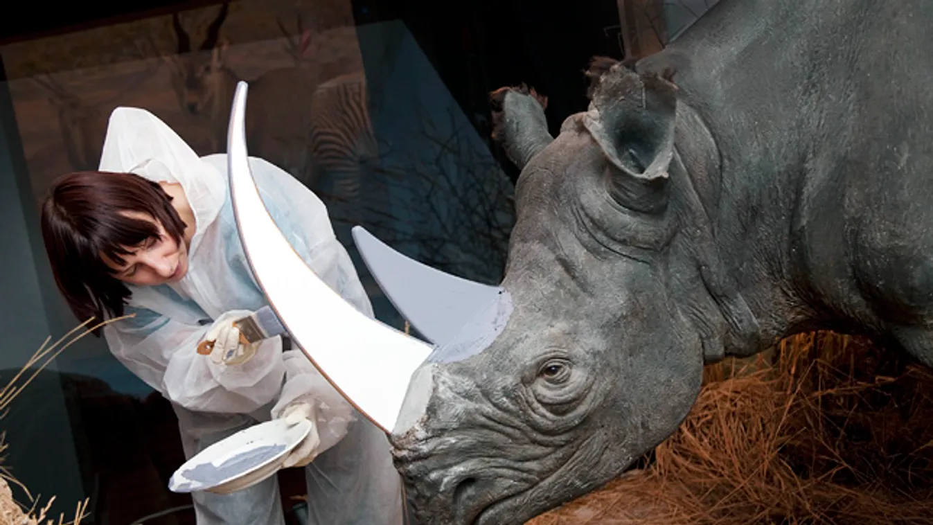 rinocérosz, orrszarvú, a svájci természettudományi múzeumban gipsz szarva cserélik az orrszarvúk szarvát