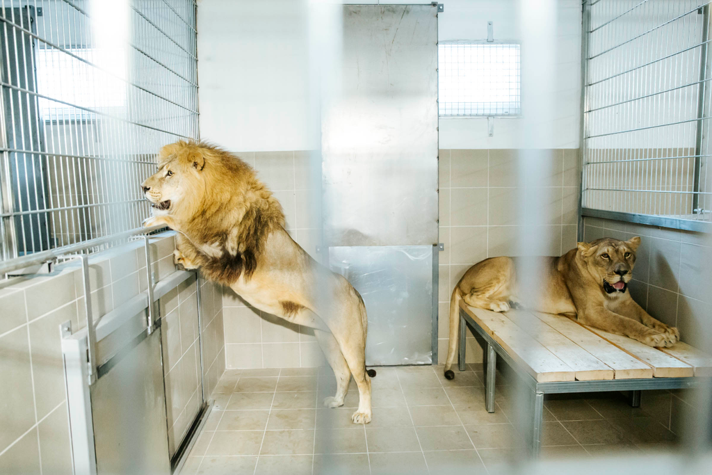 Veresegyháza Medveotthon, oroszlán kölykök, cirkuszi oroszlánok mentése 