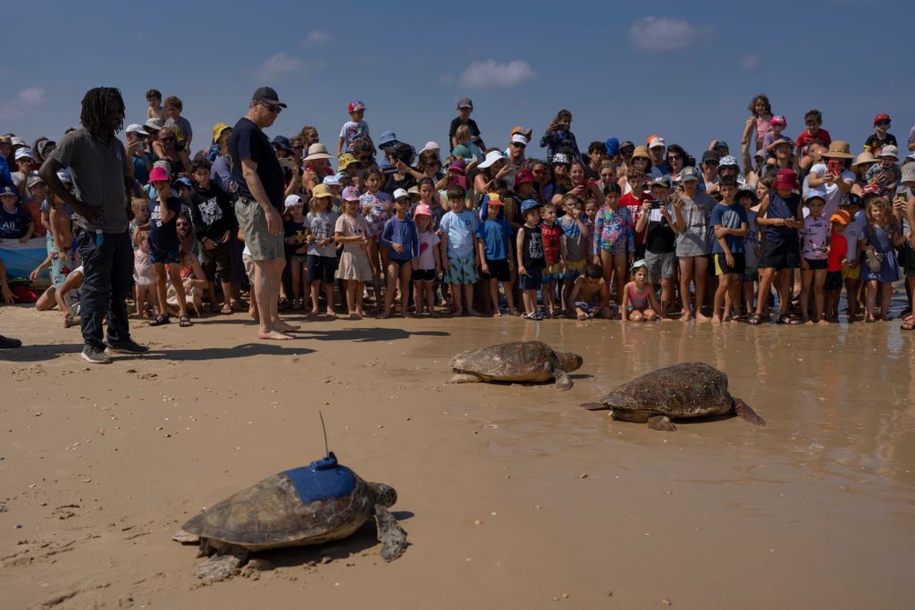 teknősök, Földközi-Tenger, Meggyógyított teknősöket engedtek vissza a Földközi-Tengerbe, Izraelnél 