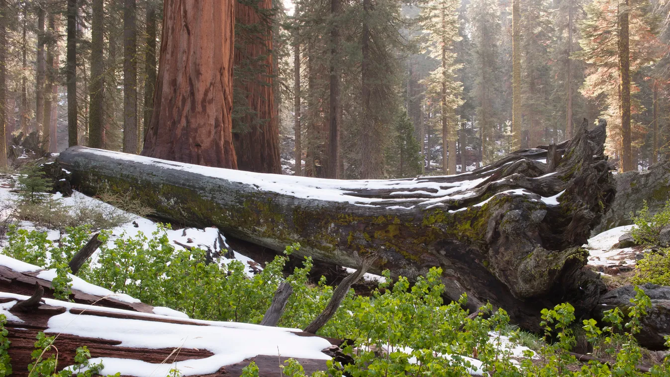 kidőlt fatörzs Fallen tree trunks covered in snow nature ECOLOGY seasons TREE TRUNK woods snow-covered no people travel destination beauty in nature serenity tranquility ENVIRONMENT PLANT CYPRESS conifers TREE giant sequoia redwood tree 