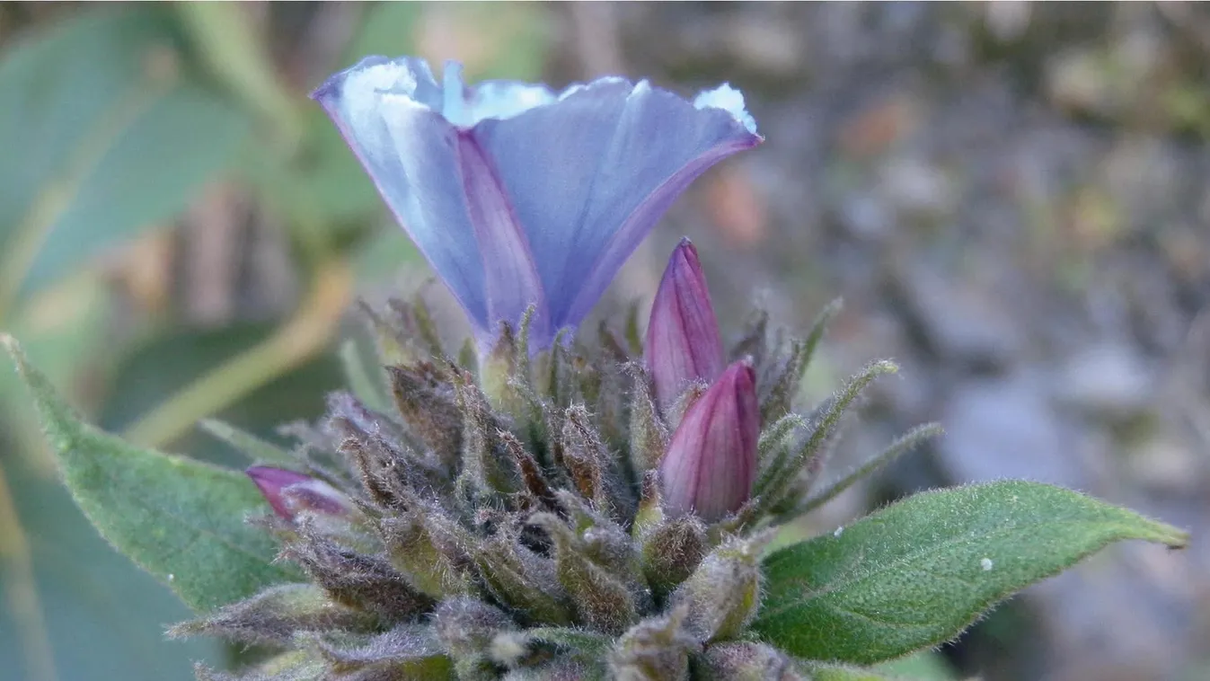 Jacquemontia longipedunculata 