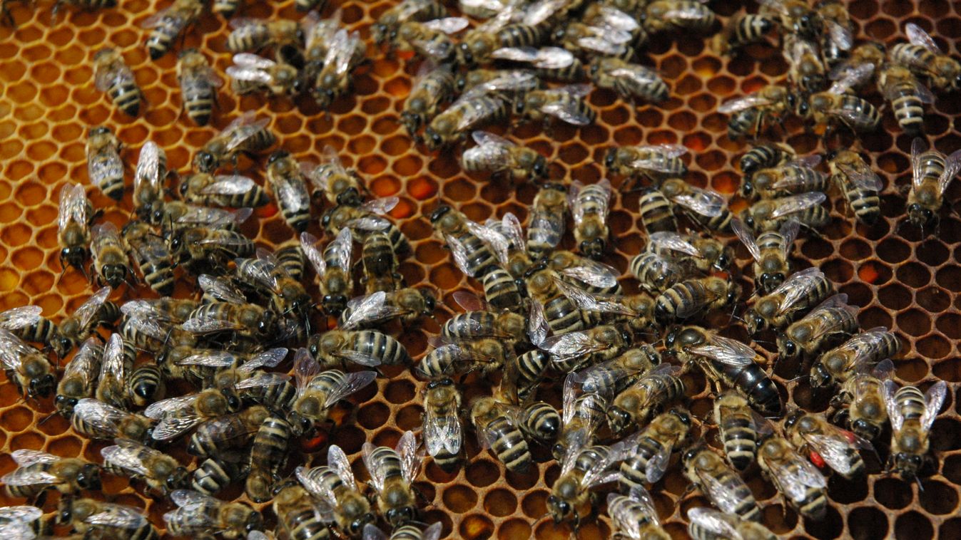 méhkaptár, méhek 