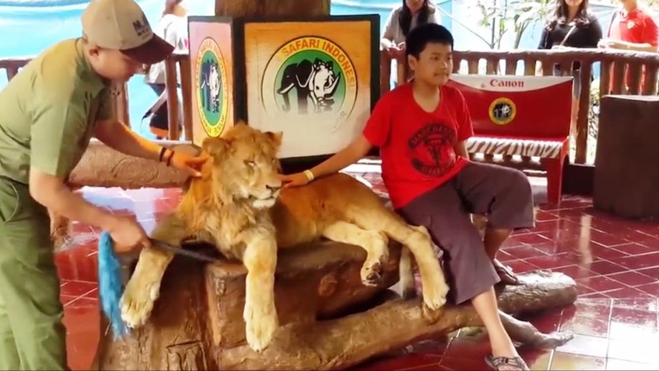 Bogor oroszlán 