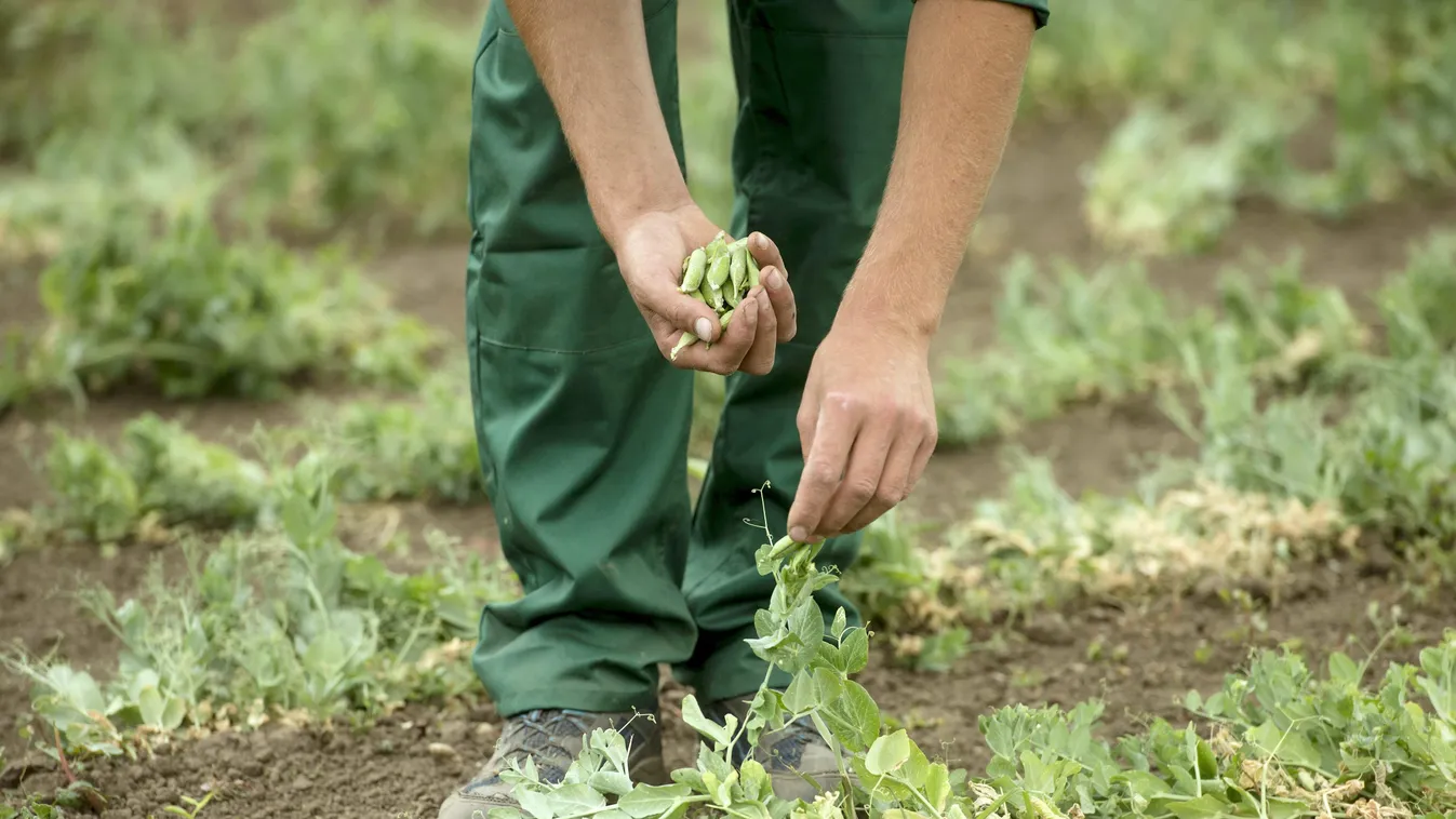 borsó HÉTKÖZNAPI közmunka közmunkás mintagazdaság munka közben NÖVÉNY vidékfejlesztés program zöldborsó zöldség 