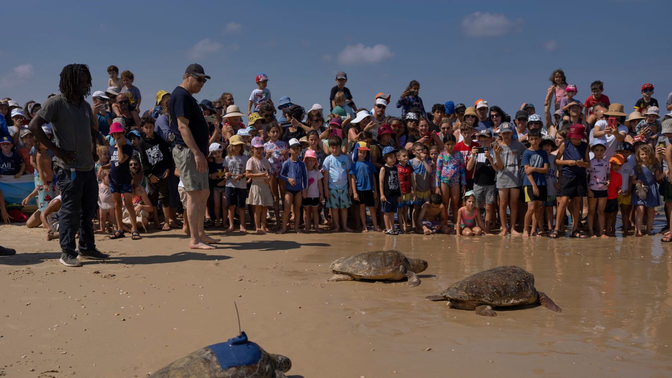 teknősök, Földközi-Tenger, Meggyógyított teknősöket engedtek vissza a Földközi-Tengerbe, Izraelnél 
