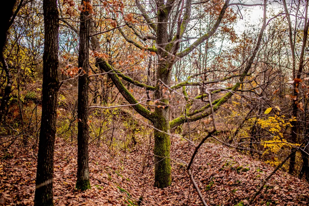 Zempléni-hegység túra 