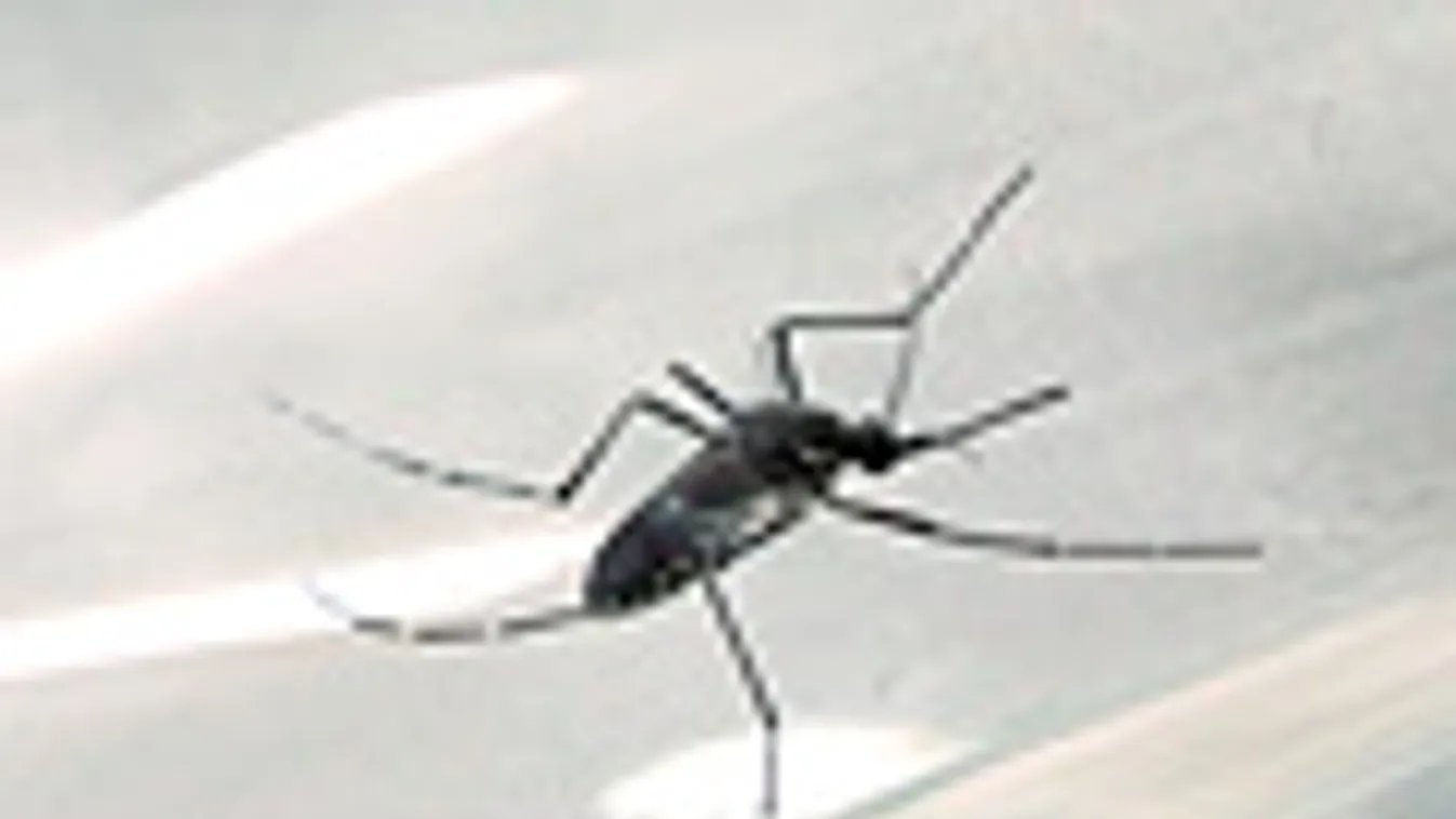 Szúnyog (Aedes aegypti faj)