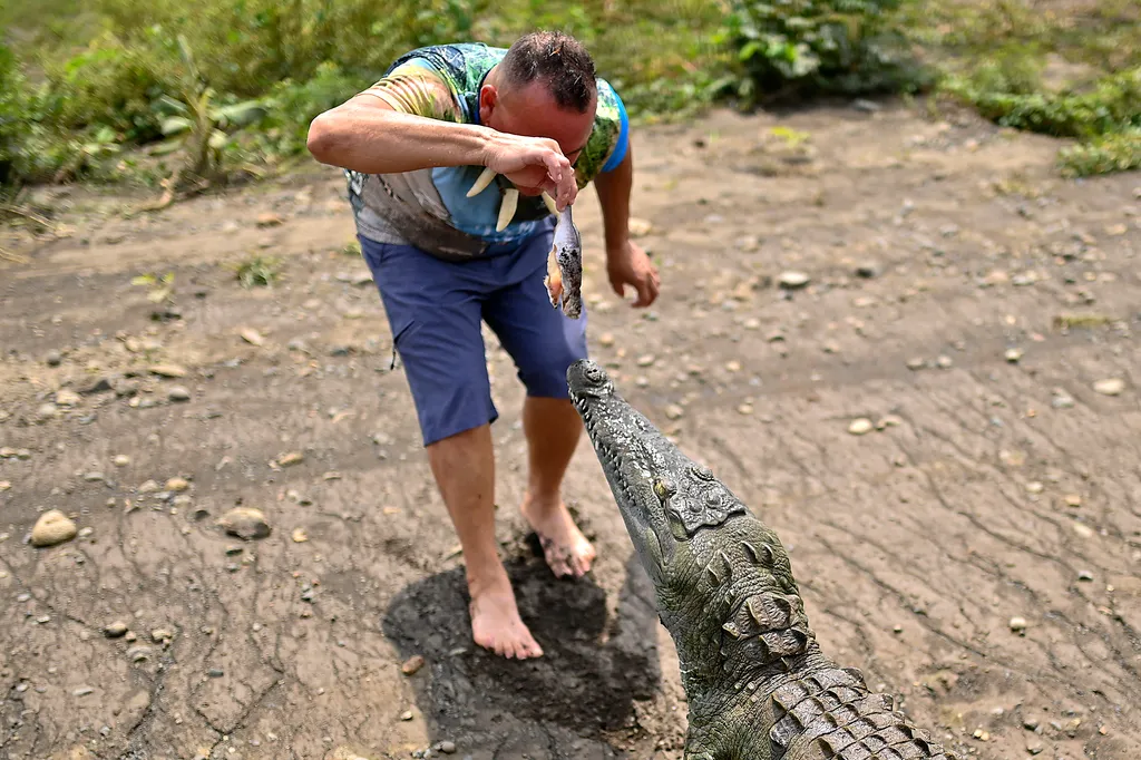 animal Horizontal CROCODILE  Krokodil túra Costa Ricában 