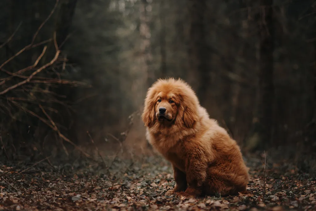 Ezek a világ legdrágább kutyái galéria - tibetian mastiff 