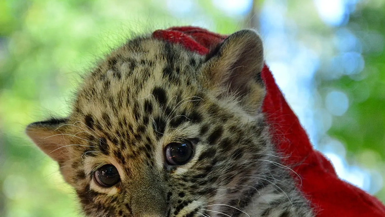 Kép leírása:perzsa leopárdkölyök született a miskolci állatkertben 