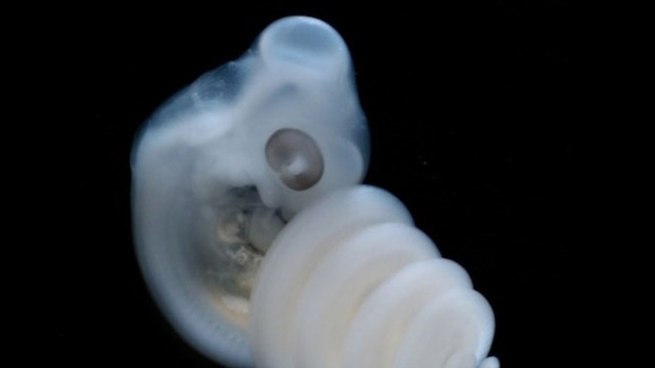 farok embrió 