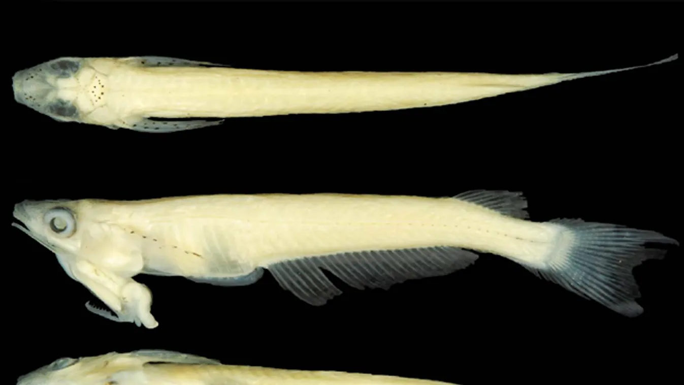 "Falloszfejű" halat fedeztek fel Vietnámban, Mekong delta, Phallostethus cuulong 
