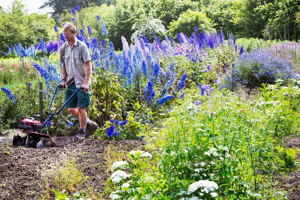 A man using a rotivator on soil in flowers beds in an organic garden. Working Gardener BLUE COLOUR CAST Flora Colour virág kertészet 
A brit virágkertészet képekben – galéria 