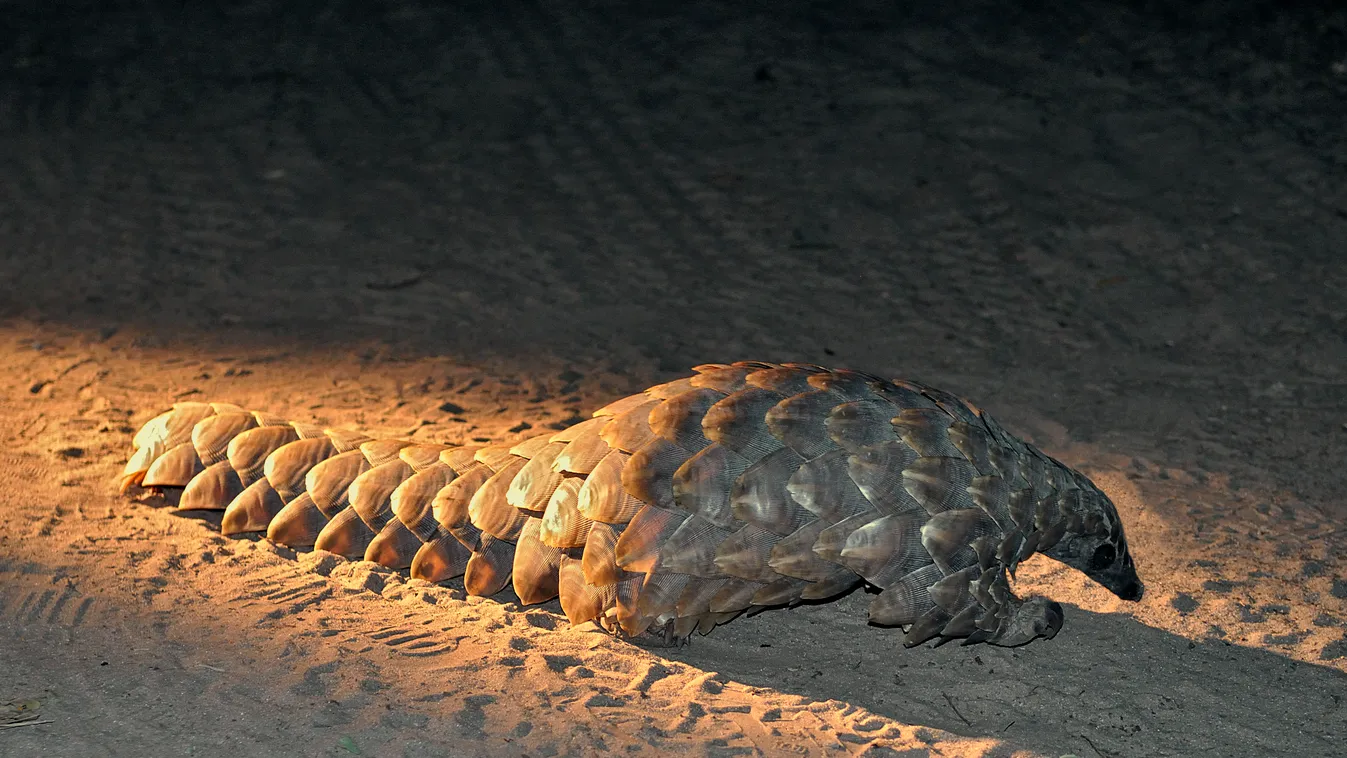 Cape Pangolin on a track at night - Botswana Action Actions ADULT Adults Afrasia AFRICA Afro-Eurasia ALONE Atmosphere (Ambiance) Atmospheres (Ambiance) Botswana Cape pangolin (Manis temminckii) Cape pangolins (Manis temminckii) CITES Appendix 2 CONTINENT 