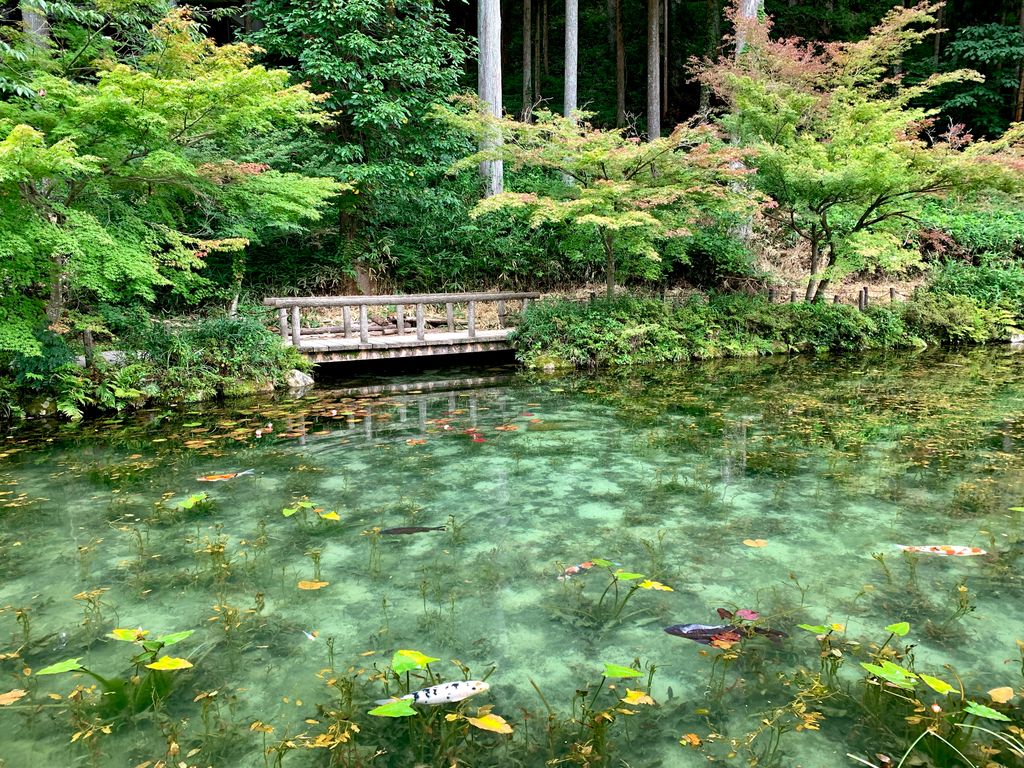 Monet's Pond Japán 