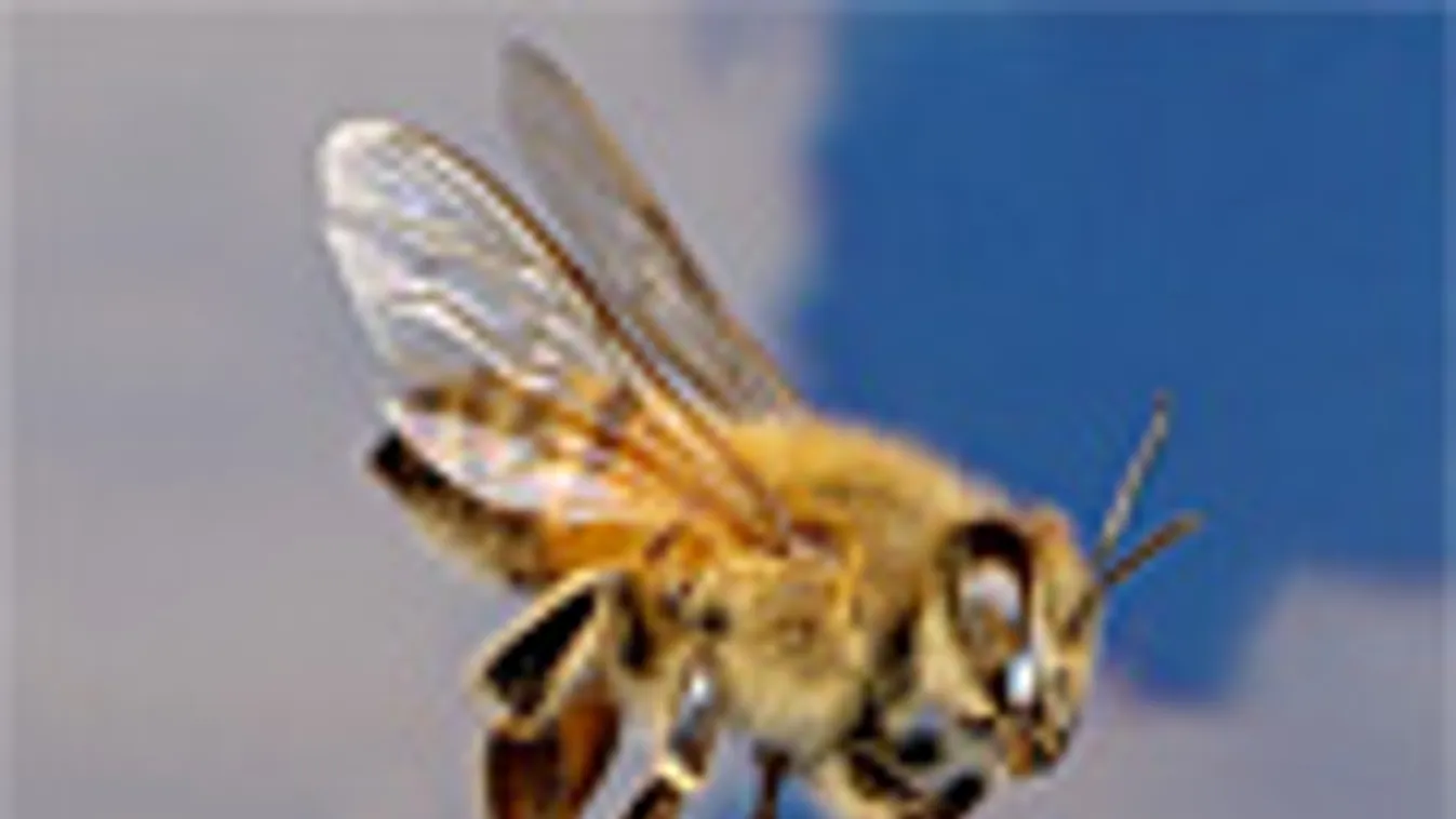 méh, méhek, Apis mellifera scutellata 