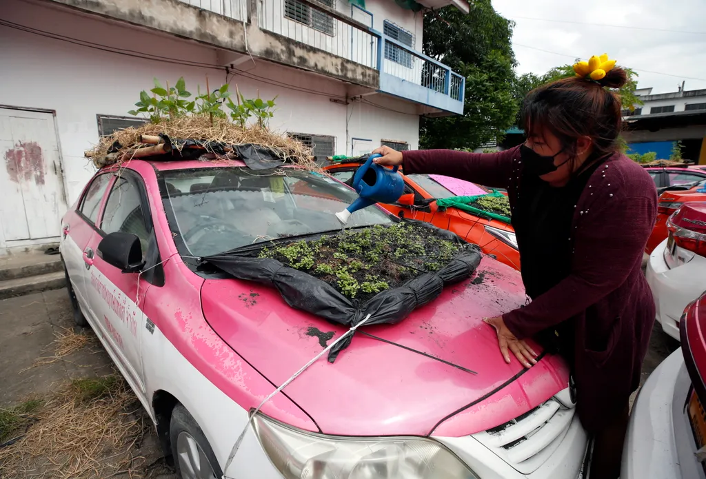 Növénytermesztésbe fogott taxik, fotó, galéria 