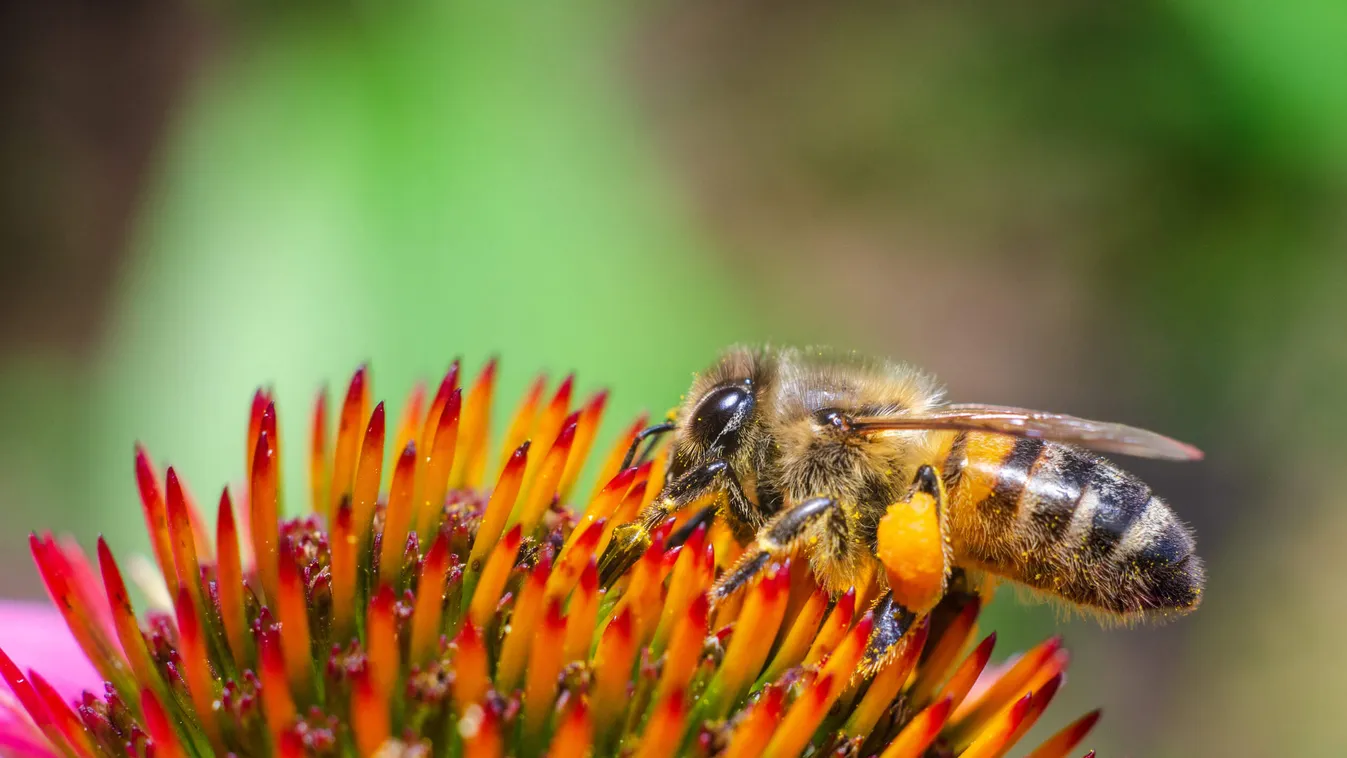 méh méhecske virág mézgyűjtés 
