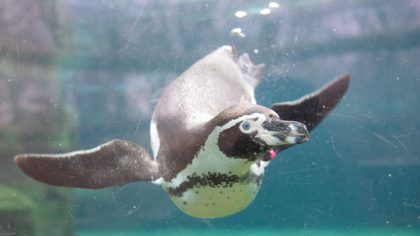 Humboldt-pingvin (Spheniscus humboldti) 