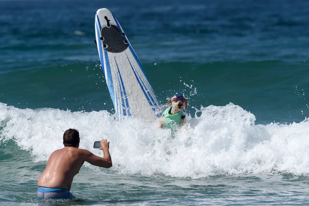 Szörföző kutyák gall  Dogs compete at the 11th annual Surf Dog Surf-A-Thon Dogs animals Surf Dog Surf A Thon Del Mar California waves Horizontal OCEAN SURFING 