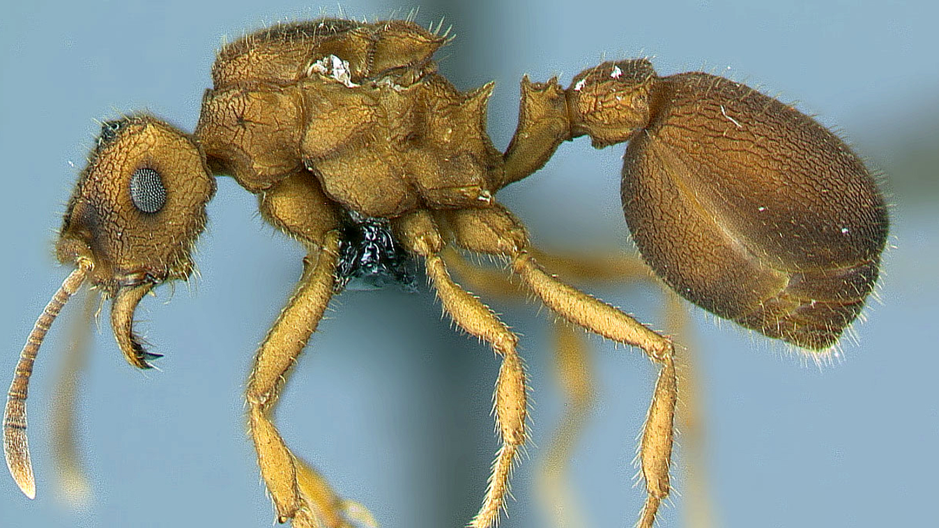 Mycocepurus goeldii hangya királynője 