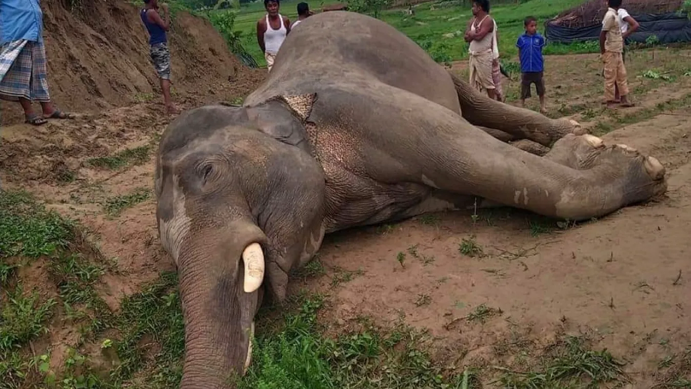 animal accident TOPSHOTS Horizontal ELEPHANT 