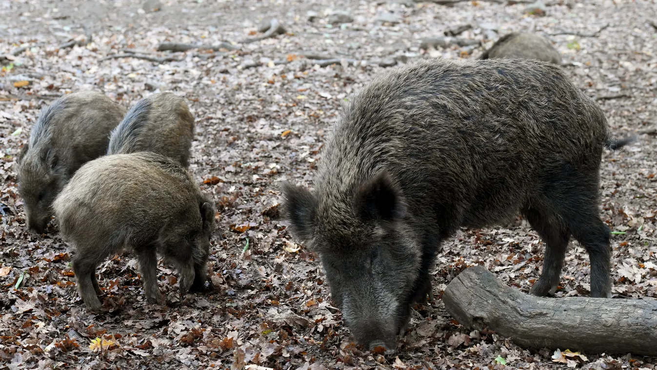 Wild boars in the Wisentgehege zoo Human Interest Wildschwein Horizontal ANIMAL 