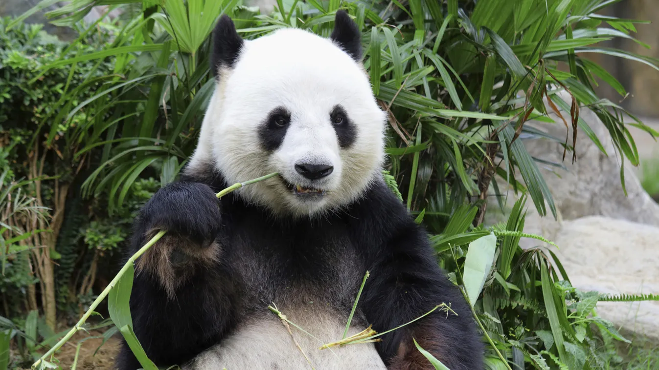 Baby panda jósolja meg a riói vb eredményeit. 