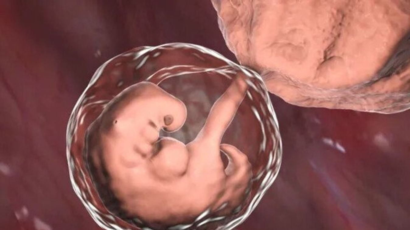 embrió 