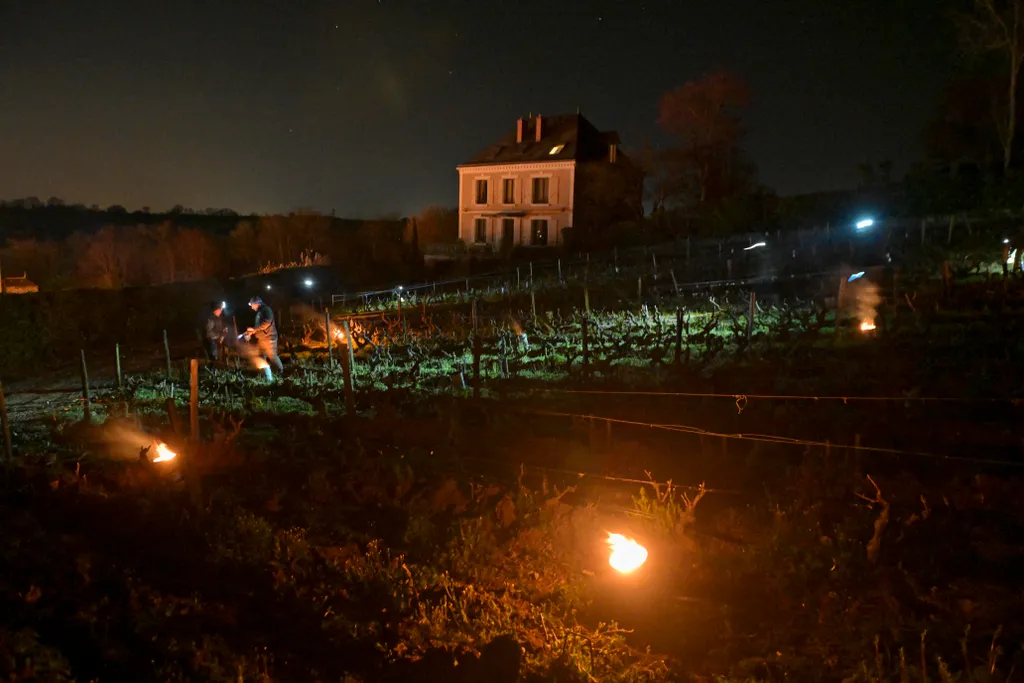Égő gyertyákkal óvják a késői fagytól szőlőjüket a francia gazdák 