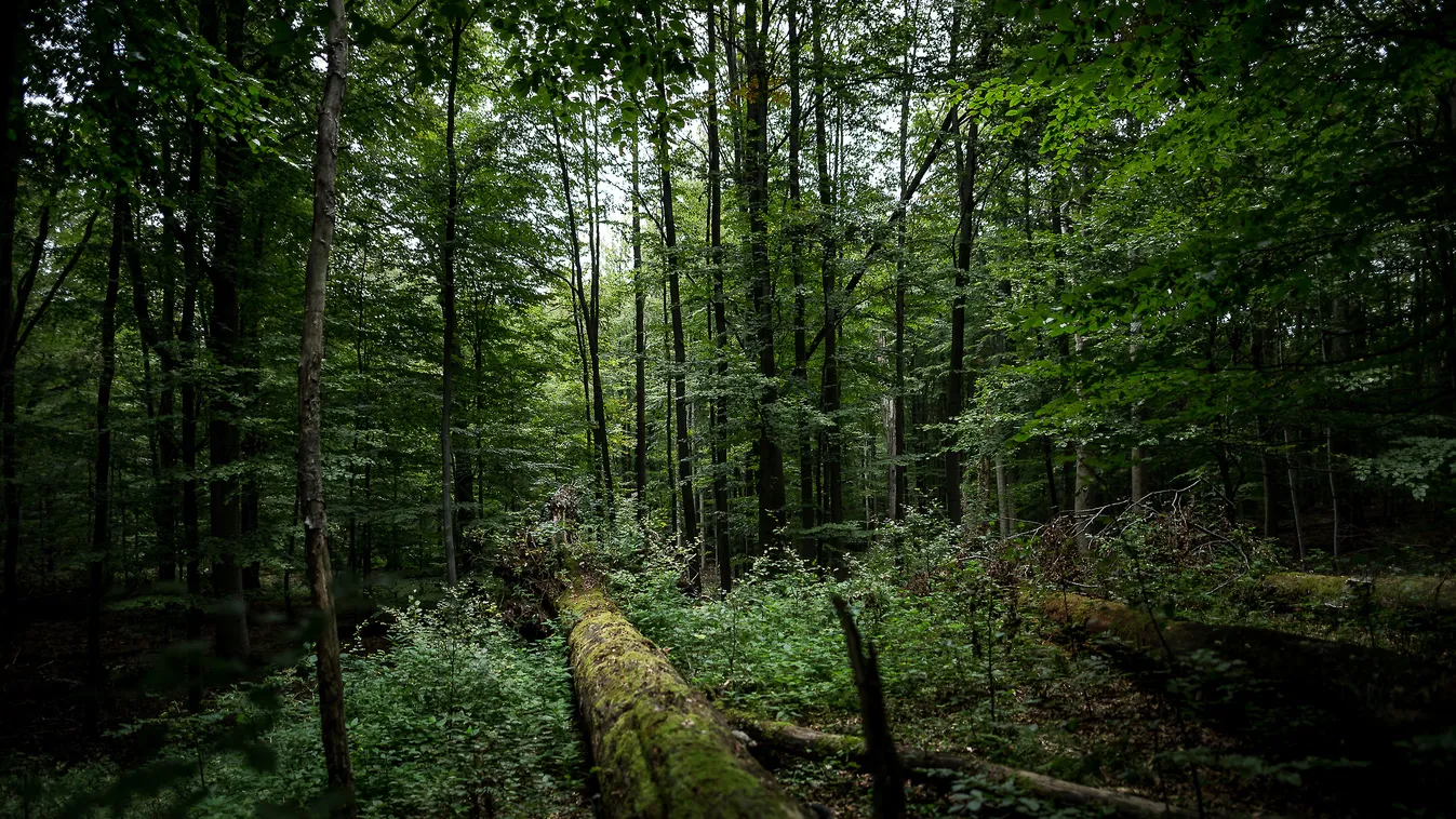 2016. 08. 30. Bükk Bükki Nemzeti Park Erdészet Erdő Erdőgazdálkodás Fa Fokozottan védett természeti terület Kidőlt fa Túra Őserdő 