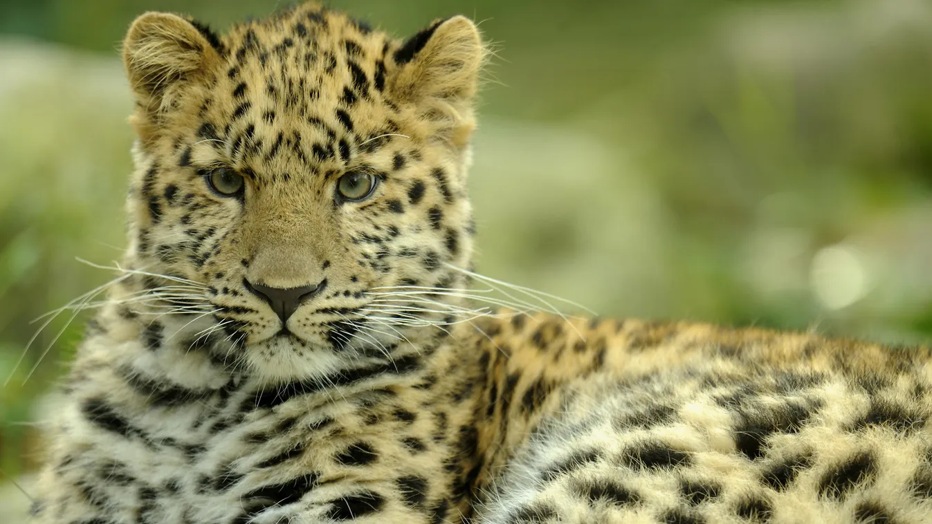 amuri leopárd Portrait of young male Amur Leopard ADULT Adults Afrasia Afro-Eurasia ALONE ALSACE Amur Leopard (Panthera pardus orientalis) Animal in captivity Animals in captivity Babies BABY Bedtime Behavior Behaviors 