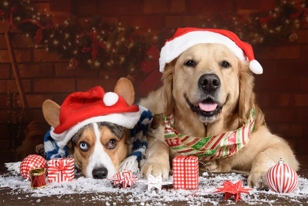 kutya karácsony ruha 
 Golden,Retriever,And,Bluemerle,Cardigan,Welsh,Corgi,With,Christmas,Decorations gift,decorations,brown,christmas,corgi,santa,welsh,cardigan,orna 
