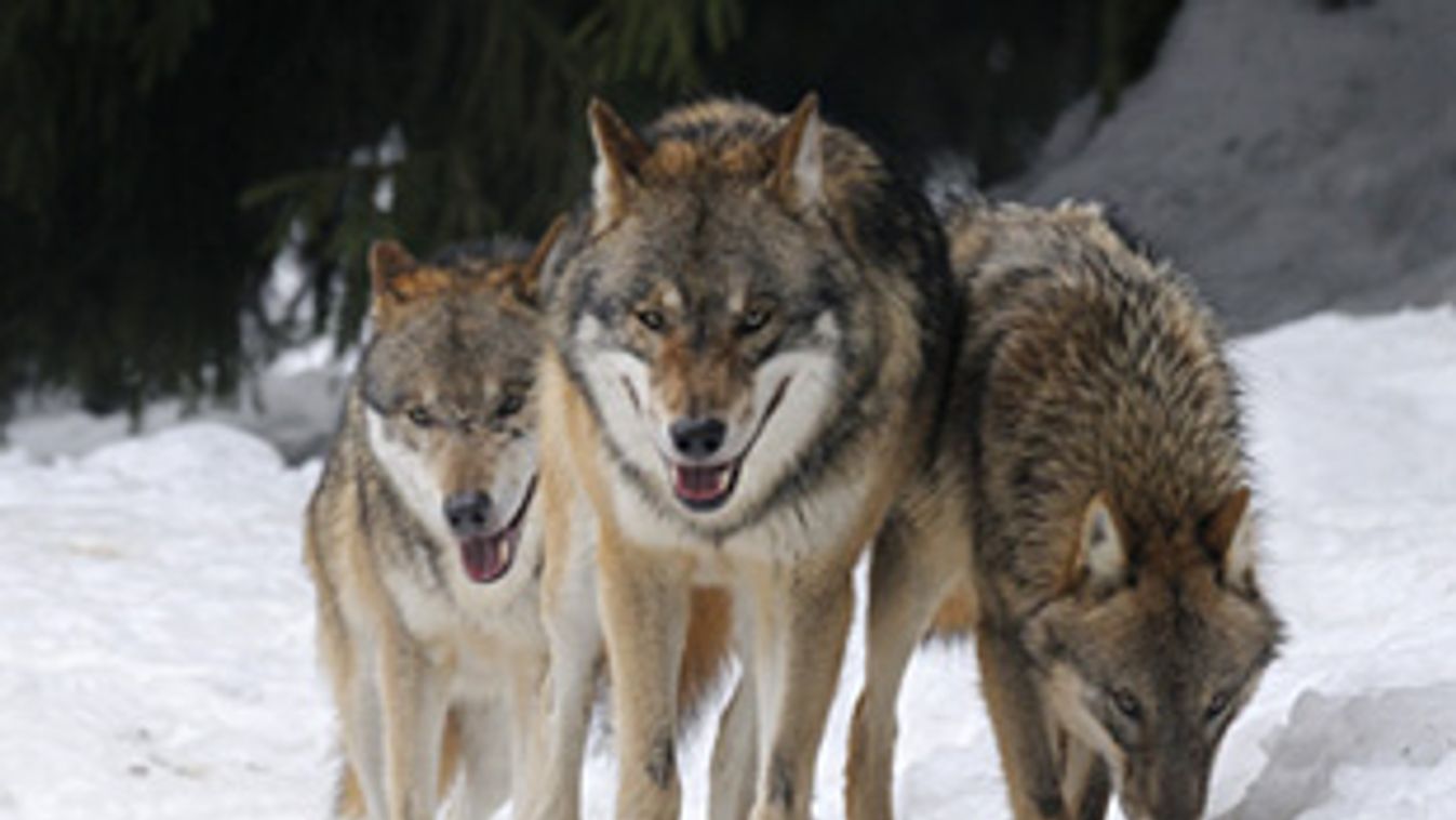 Elszaporodtak Európában a  szürke farkasok, farkasok Németországban