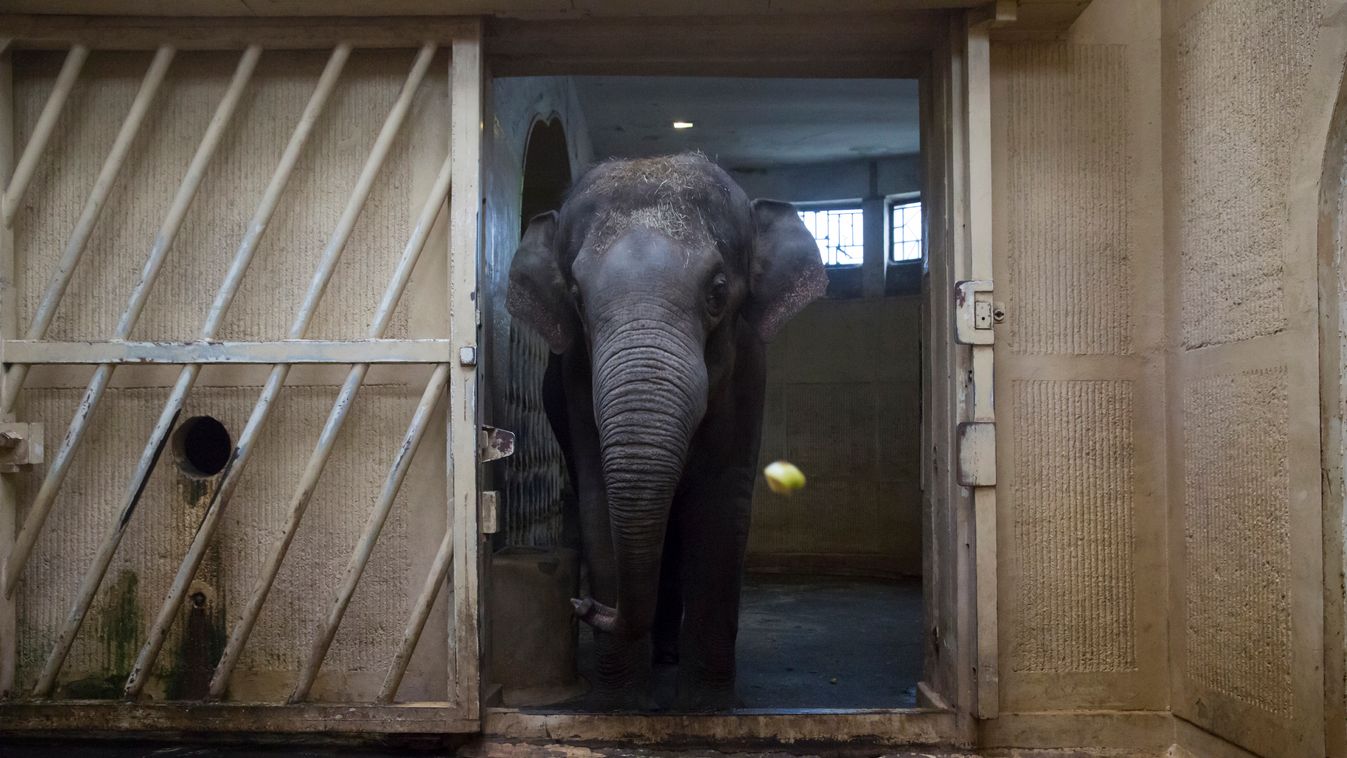 Budapesti állatkert Elefánt Grimm Balázs újságíró állatgondozónak áll egy napra a budapesti állatkertben 
