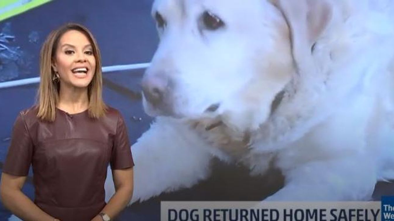 Marci kutya, jégről mentés, amerikai tudósítás, állatmentés 